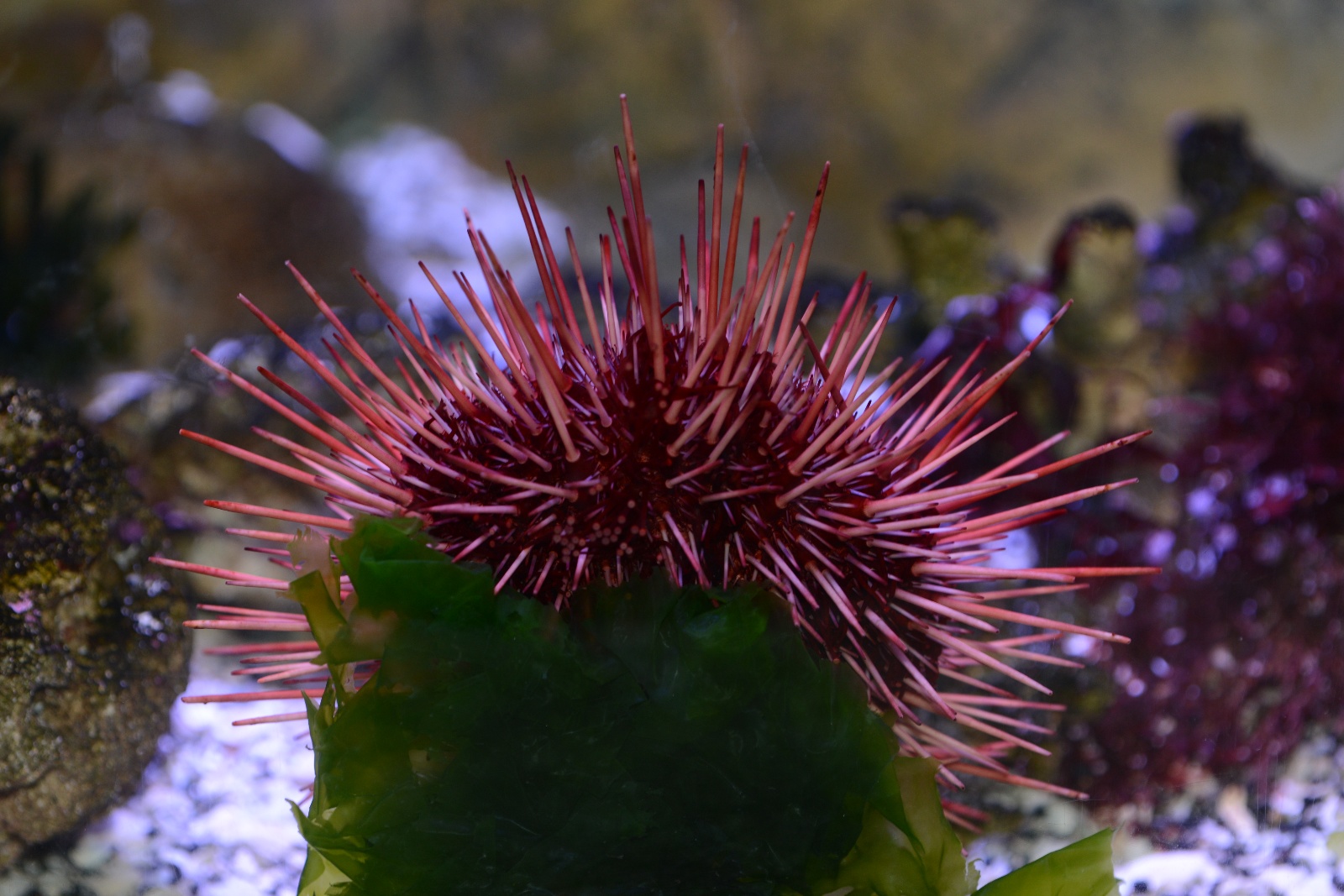 Sea Urchin 21